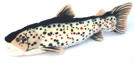 Sea Trout